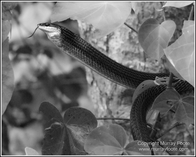 Black and White, Daintree River, Infrared, Landscape, Monochrome, Mossman Gorge, Nature, Photography, Travel, Wildlife