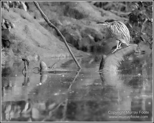 Black and White, Daintree River, Infrared, Landscape, Monochrome, Mossman Gorge, Nature, Photography, Travel, Wildlife