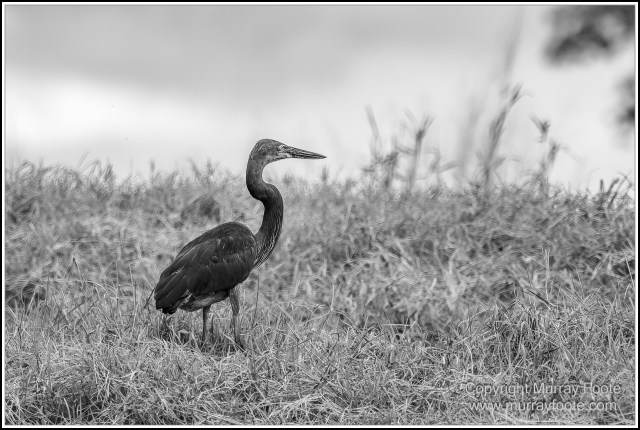 Black and White, Daintree River, Infrared, Landscape, Monochrome, Mossman Gorge, Nature, Photography, Travel, Wildlife