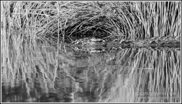 Black and White, Daintree River, Infrared, Landscape, Monochrome, Mossman Gorge, Nature, Photography, Travel, Wildlife