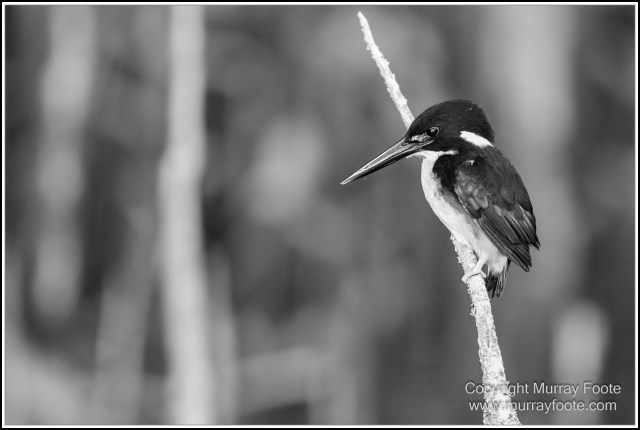Black and White, Daintree River, Infrared, Landscape, Monochrome, Mossman Gorge, Nature, Photography, Travel, Wildlife
