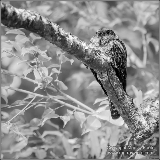 Black and White, Daintree River, Infrared, Landscape, Monochrome, Mossman Gorge, Nature, Photography, Travel, Wildlife