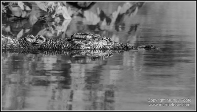 Black and White, Daintree River, Infrared, Landscape, Monochrome, Mossman Gorge, Nature, Photography, Travel, Wildlife