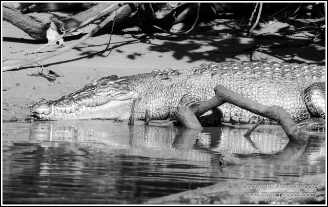 Black and White, Daintree River, Infrared, Landscape, Monochrome, Mossman Gorge, Nature, Photography, Travel, Wildlife