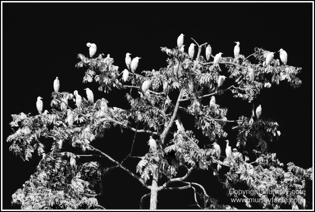 Black and White, Daintree River, Infrared, Landscape, Monochrome, Mossman Gorge, Nature, Photography, Travel, Wildlife