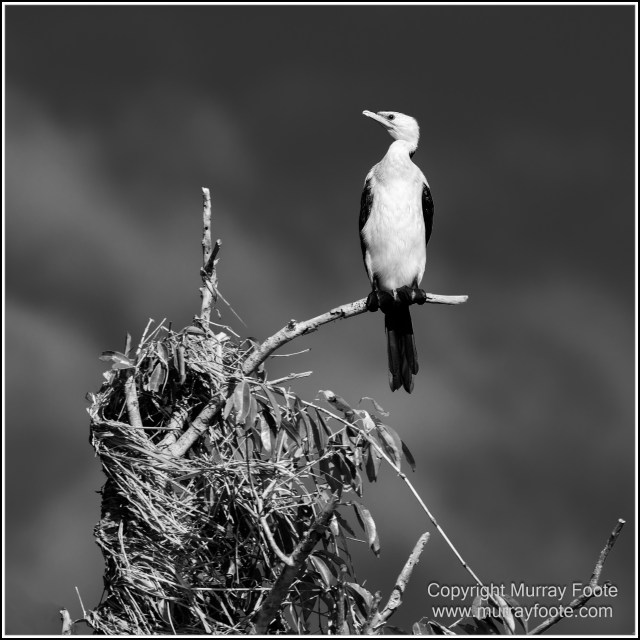 Black and White, Daintree River, Infrared, Landscape, Monochrome, Mossman Gorge, Nature, Photography, Travel, Wildlife