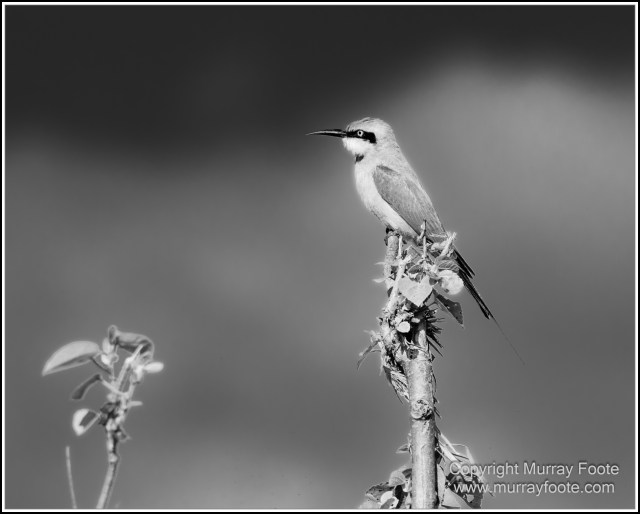 Black and White, Daintree River, Infrared, Landscape, Monochrome, Mossman Gorge, Nature, Photography, Travel, Wildlife