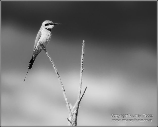 Black and White, Daintree River, Infrared, Landscape, Monochrome, Mossman Gorge, Nature, Photography, Travel, Wildlife