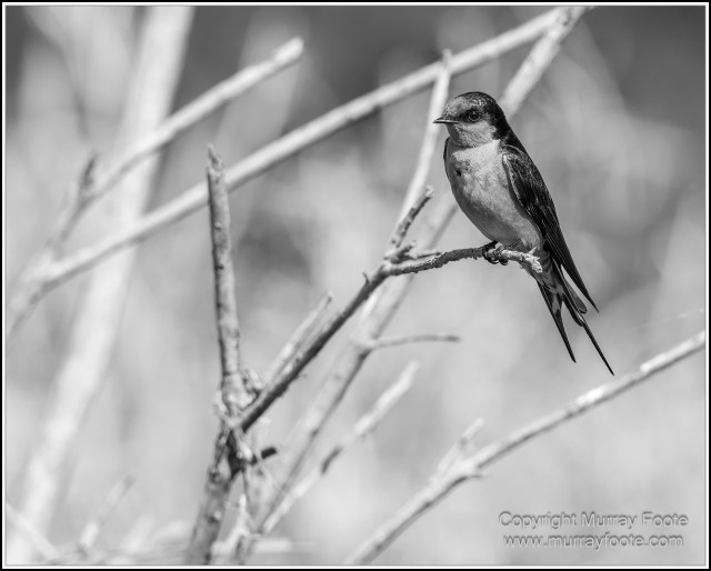 Black and White, Daintree River, Infrared, Landscape, Monochrome, Mossman Gorge, Nature, Photography, Travel, Wildlife