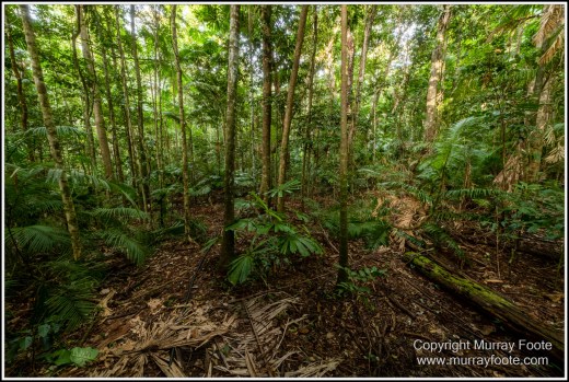 Cape Tribulation, Daintree, Infrared, Landscape, Nature, Noah Beach, Photography, Queensland, seascape, Travel, Wilderness. 