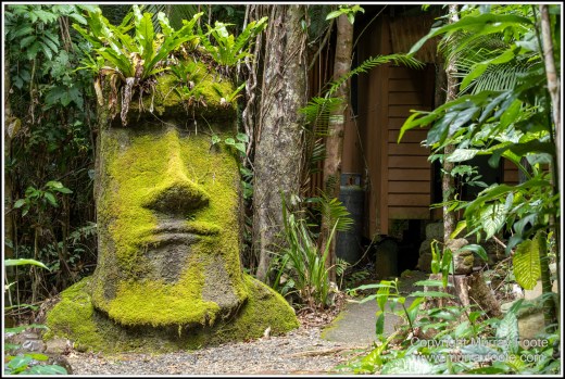 Cape Tribulation, Daintree, Infrared, Landscape, Nature, Photography, Queensland, Rainforest Hideaway, Travel, Wilderness, Wildlife