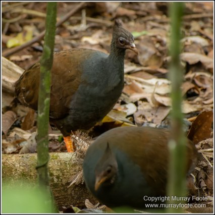 Cape Tribulation, Daintree, Infrared, Landscape, Nature, Photography, Queensland, Rainforest Hideaway, Travel, Wilderness, Wildlife