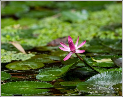Cape Tribulation, Daintree, Infrared, Landscape, Nature, Photography, Queensland, Rainforest Hideaway, Travel, Wilderness, Wildlife