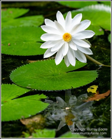 Barron Falls, Cape Tribulation, Cow Bay, Daintree, Jindalba Boardwalk, Kuranda, Landscape, Nature, Photography, Queensland, seascape, Travel, Wilderness, Wildlife