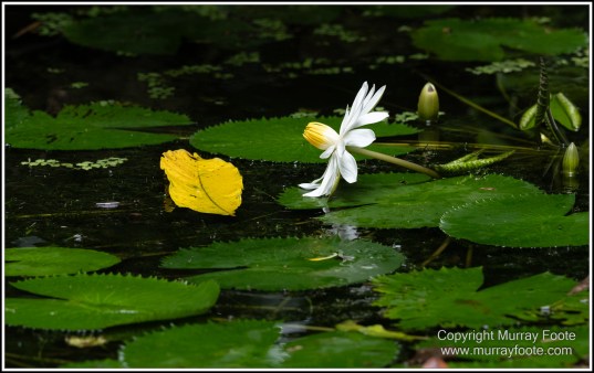 Barron Falls, Cape Tribulation, Cow Bay, Daintree, Jindalba Boardwalk, Kuranda, Landscape, Nature, Photography, Queensland, seascape, Travel, Wilderness, Wildlife
