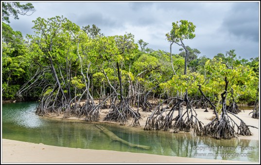 Barron Falls, Cape Tribulation, Cow Bay, Daintree, Jindalba Boardwalk, Kuranda, Landscape, Nature, Photography, Queensland, seascape, Travel, Wilderness, Wildlife