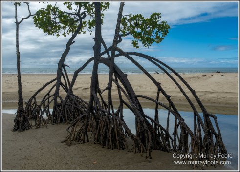 Barron Falls, Cape Tribulation, Cow Bay, Daintree, Jindalba Boardwalk, Kuranda, Landscape, Nature, Photography, Queensland, seascape, Travel, Wilderness, Wildlife