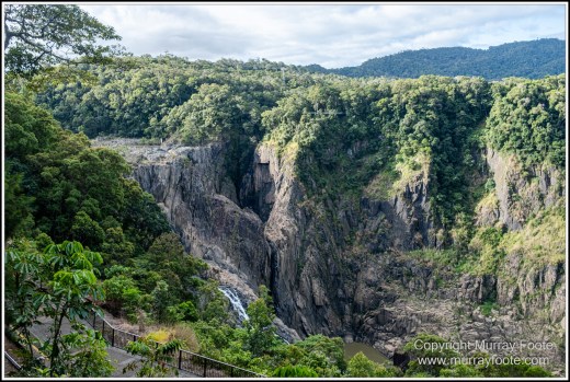 Barron Falls, Cape Tribulation, Cow Bay, Daintree, Jindalba Boardwalk, Kuranda, Landscape, Nature, Photography, Queensland, seascape, Travel, Wilderness, Wildlife