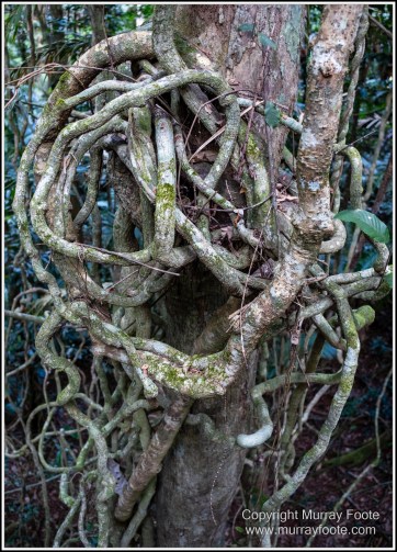 Barron Falls, Cape Tribulation, Cow Bay, Daintree, Jindalba Boardwalk, Kuranda, Landscape, Nature, Photography, Queensland, seascape, Travel, Wilderness, Wildlife