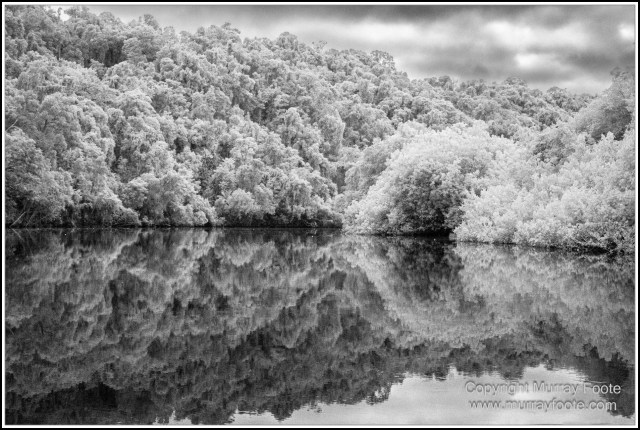 Black and White, Daintree River, Infrared, Landscape, Monochrome, Mossman Gorge, Nature, Photography, Travel, Wildlife