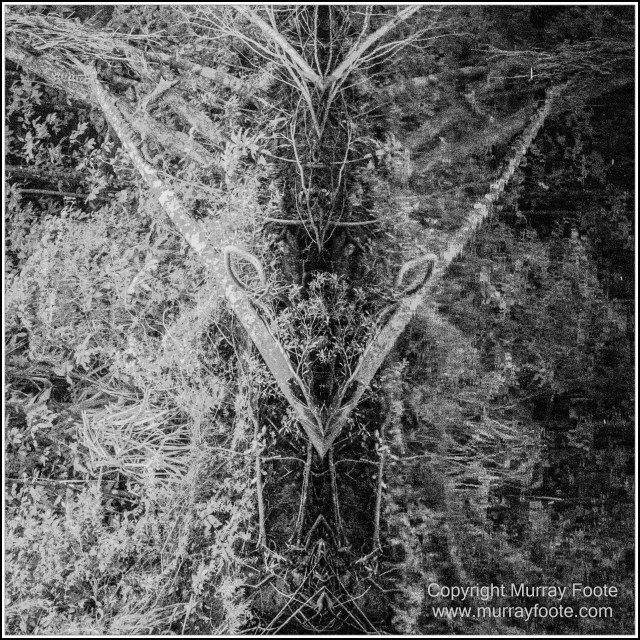 Black and White, Daintree River, Infrared, Landscape, Monochrome, Mossman Gorge, Nature, Photography, Travel, Wildlife