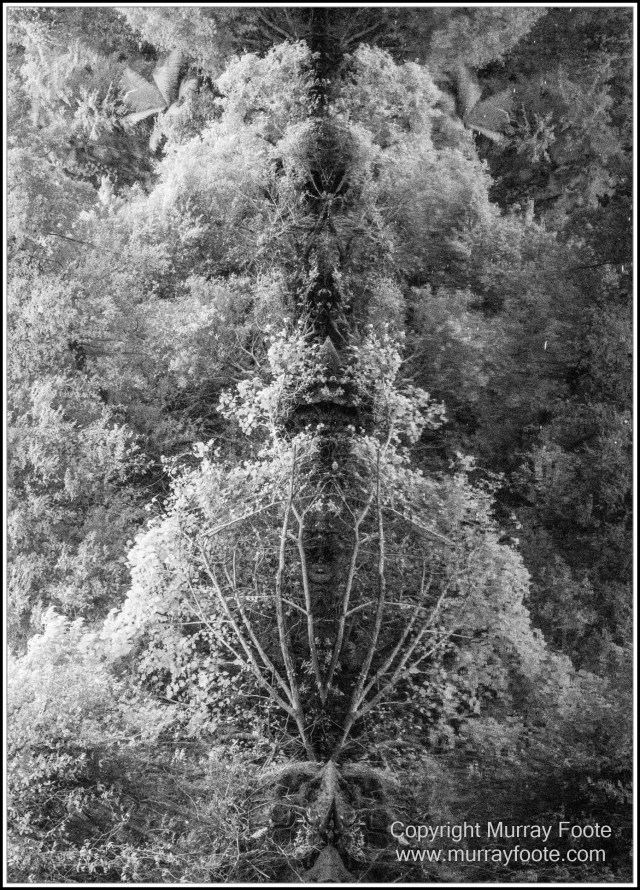 Black and White, Daintree River, Infrared, Landscape, Monochrome, Mossman Gorge, Nature, Photography, Travel, Wildlife