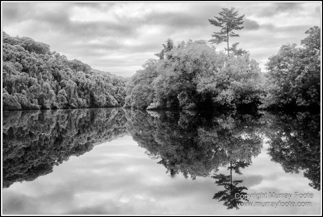 Black and White, Daintree River, Infrared, Landscape, Monochrome, Mossman Gorge, Nature, Photography, Travel, Wildlife