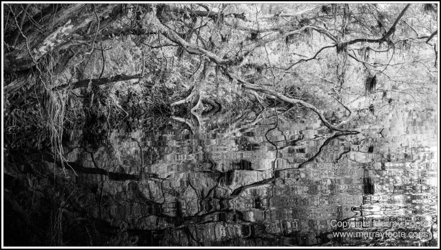 Black and White, Daintree River, Infrared, Landscape, Monochrome, Mossman Gorge, Nature, Photography, Travel, Wildlife