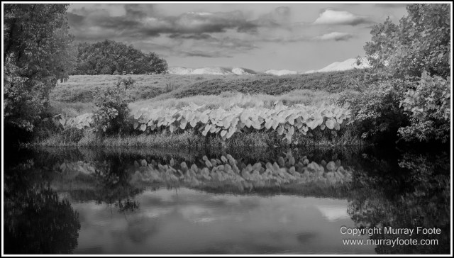 Black and White, Daintree River, Infrared, Landscape, Monochrome, Mossman Gorge, Nature, Photography, Travel, Wildlife