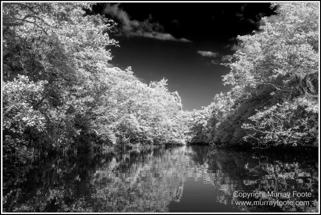 Black and White, Daintree River, Infrared, Landscape, Monochrome, Mossman Gorge, Nature, Photography, Travel, Wildlife