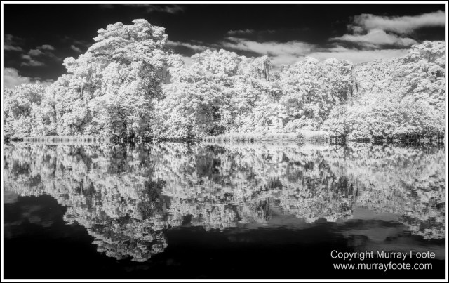 Black and White, Daintree River, Infrared, Landscape, Monochrome, Mossman Gorge, Nature, Photography, Travel, Wildlife