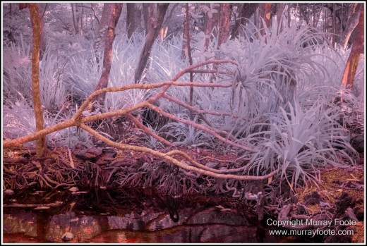 Cape Tribulation, Daintree, Infrared, Landscape, Nature, Noah Beach, Photography, Queensland, seascape, Travel, Wilderness. 