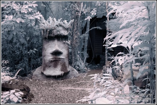 Cape Tribulation, Daintree, Infrared, Landscape, Nature, Photography, Queensland, Rainforest Hideaway, Travel, Wilderness, Wildlife