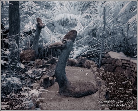 Cape Tribulation, Daintree, Infrared, Landscape, Nature, Photography, Queensland, Rainforest Hideaway, Travel, Wilderness, Wildlife
