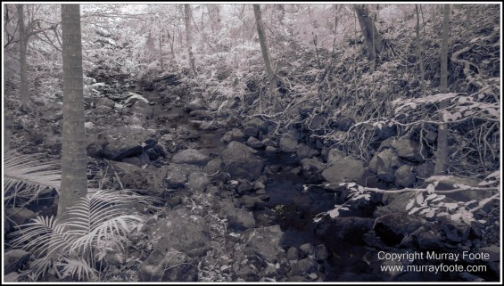 Cape Tribulation, Daintree, Infrared, Landscape, Nature, Photography, Queensland, Rainforest Hideaway, Travel, Wilderness, Wildlife