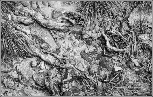 Black and White, Daintree River, Infrared, Landscape, Monochrome, Mossman Gorge, Nature, Photography, Travel, Wildlife