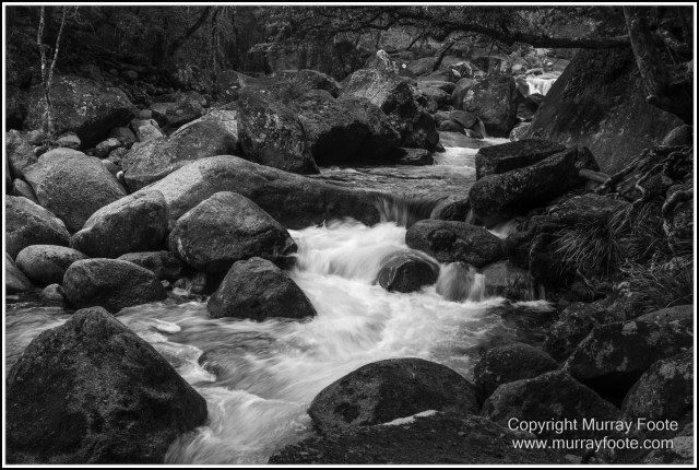Black and White, Daintree River, Infrared, Landscape, Monochrome, Mossman Gorge, Nature, Photography, Travel, Wildlife