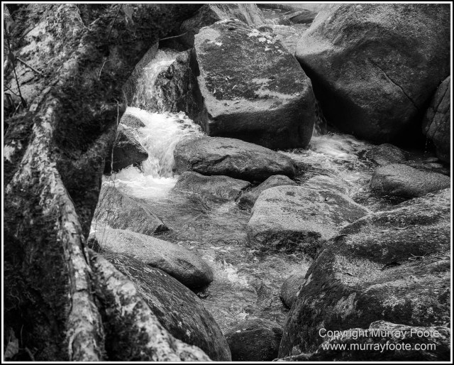Black and White, Daintree River, Infrared, Landscape, Monochrome, Mossman Gorge, Nature, Photography, Travel, Wildlife