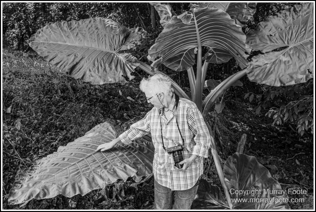 Black and White, Daintree River, Infrared, Landscape, Monochrome, Mossman Gorge, Nature, Photography, Travel, Wildlife