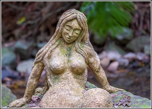 Cape Tribulation, Daintree, Infrared, Landscape, Nature, Photography, Queensland, Rainforest Hideaway, Travel, Wilderness, Wildlife