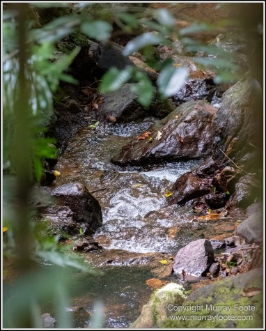 Barron Falls, Cape Tribulation, Cow Bay, Daintree, Jindalba Boardwalk, Kuranda, Landscape, Nature, Photography, Queensland, seascape, Travel, Wilderness, Wildlife