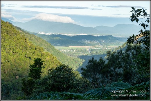 Barron Falls, Cape Tribulation, Cow Bay, Daintree, Jindalba Boardwalk, Kuranda, Landscape, Nature, Photography, Queensland, seascape, Travel, Wilderness, Wildlife