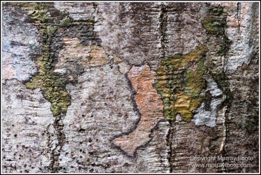 Cape Tribulation, Daintree, Infrared, Landscape, Nature, Photography, Queensland, Rainforest Hideaway, Travel, Wilderness, Wildlife