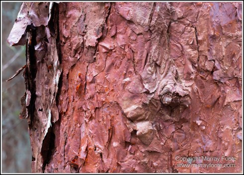 Cape Tribulation, Daintree, Infrared, Landscape, Nature, Photography, Queensland, Rainforest Hideaway, Travel, Wilderness, Wildlife
