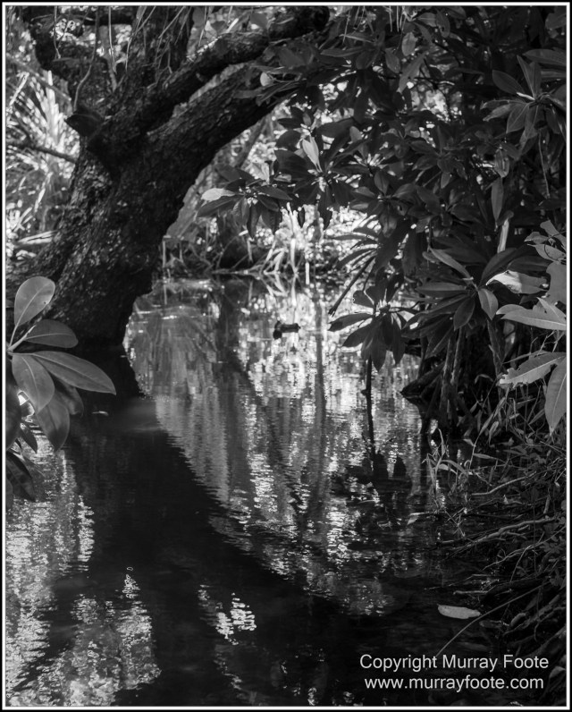 Black and White, Cape Tribulation, Daintree, Infrared, Landscape, Monochrome, Nature, Photography, Street photography, Travel, Wildlife