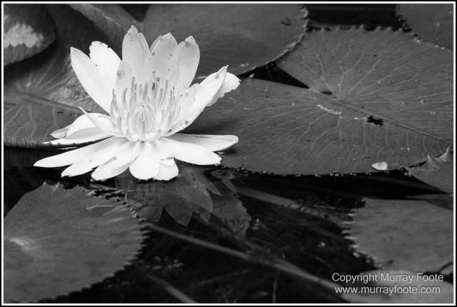 Black and White, Cape Tribulation, Daintree, Kuranda, Landscape, Monochrome, Nature, Photography, Street photography, Travel