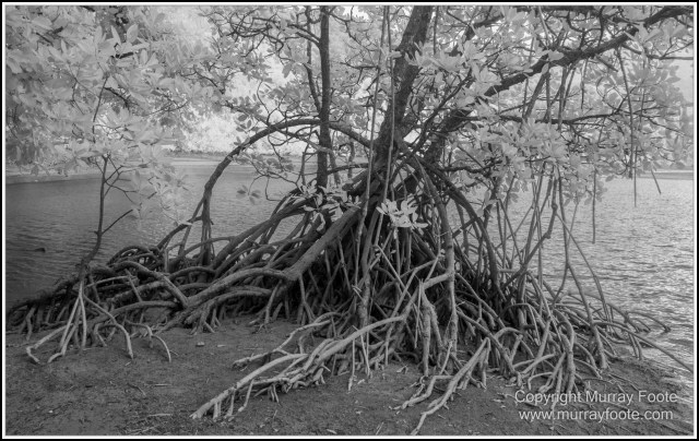 Black and White, Cape Tribulation, Daintree, Infrared, Landscape, Monochrome, Nature, Photography, Street photography, Travel, Wildlife