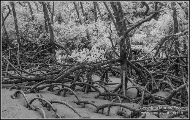 Black and White, Cape Tribulation, Daintree, Infrared, Landscape, Monochrome, Nature, Photography, Street photography, Travel, Wildlife