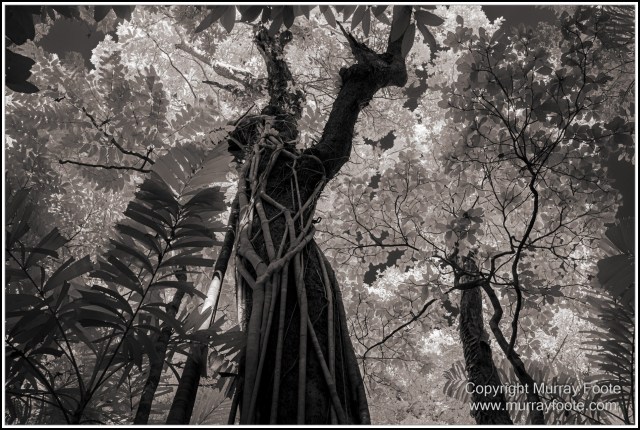 Black and White, Cape Tribulation, Daintree, Infrared, Landscape, Monochrome, Nature, Photography, Travel