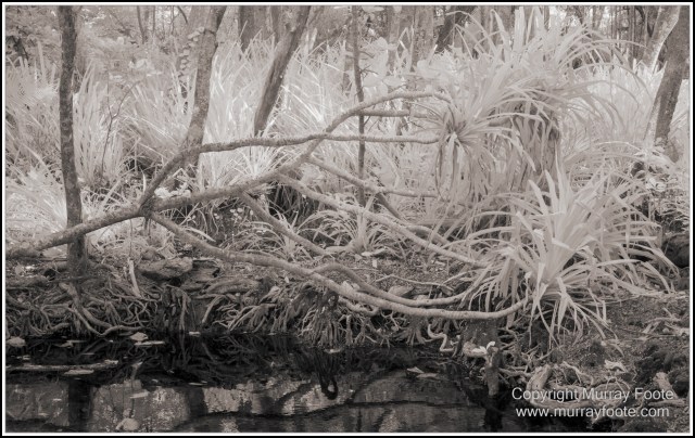 Black and White, Cape Tribulation, Daintree, Infrared, Landscape, Monochrome, Nature, Photography, Travel